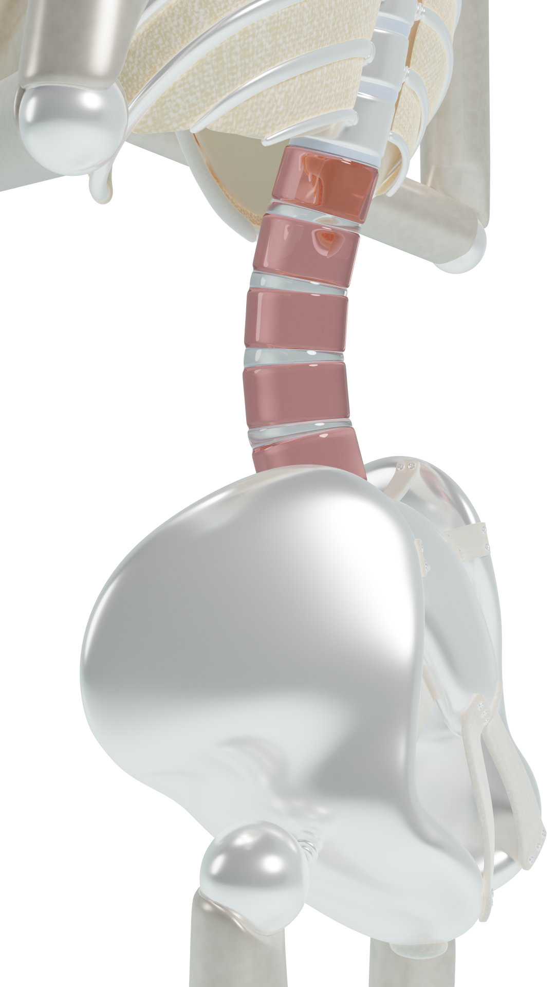 Anterior pelvic tilt lumbar spine