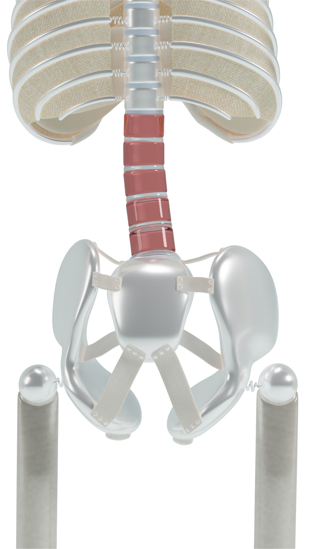 Pelvic rotation scoliosis Lumbar spine