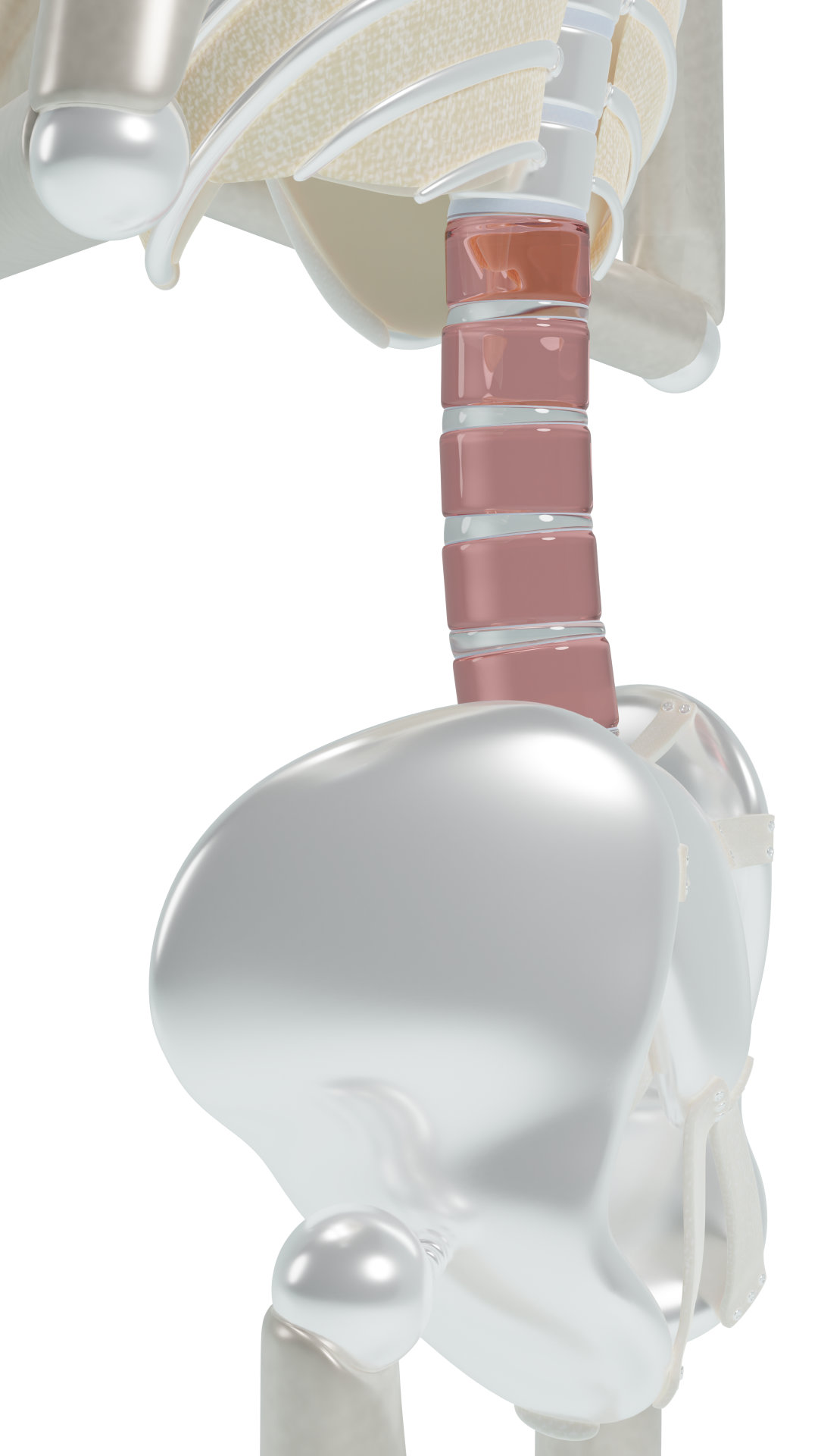 Posterior pelvic tilt lumbar spine