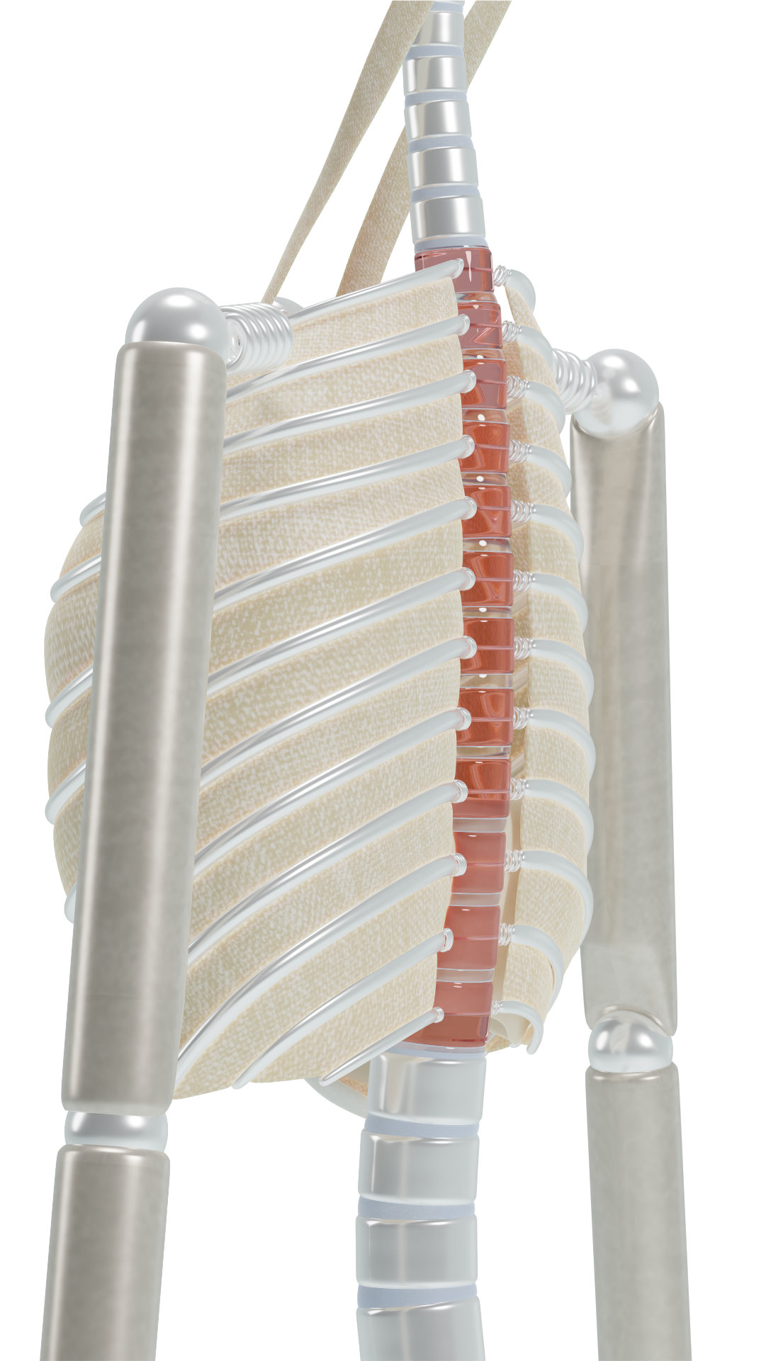 Thoracic spine physiological curvature