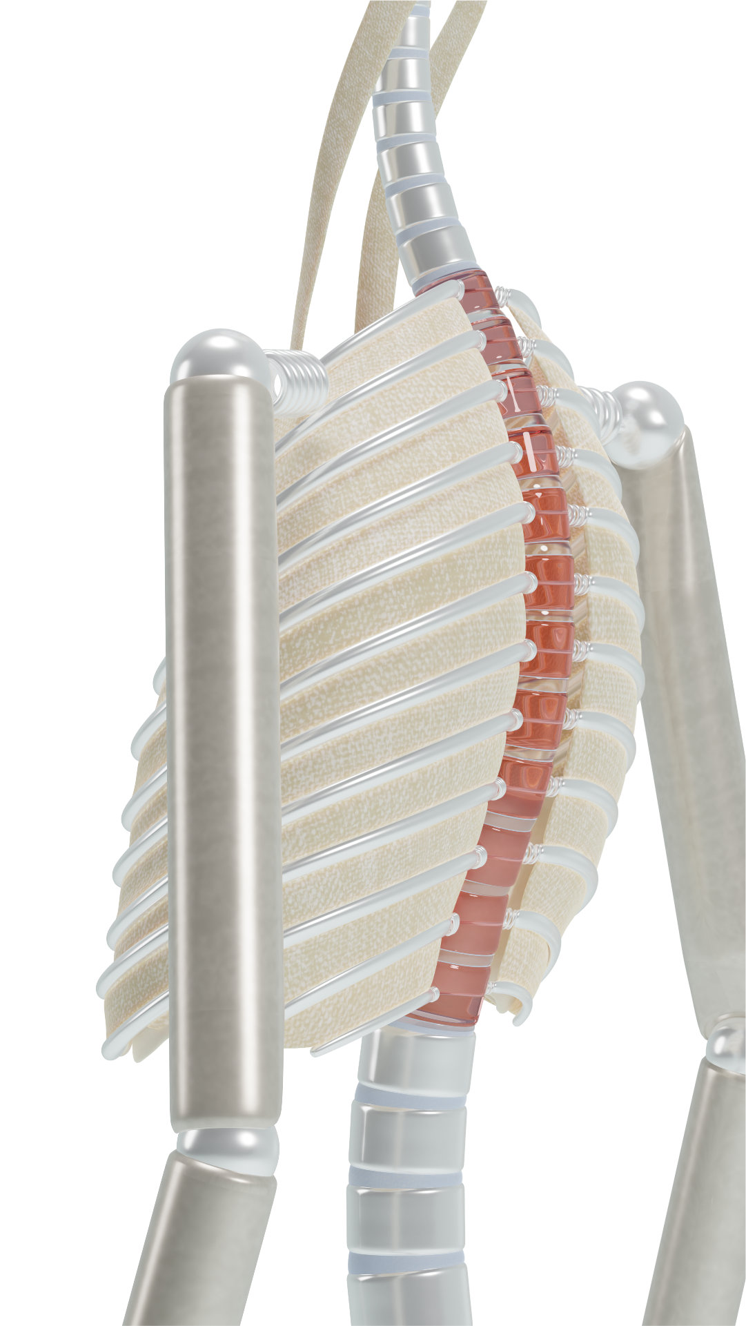 Thoracic spine physiological curvature