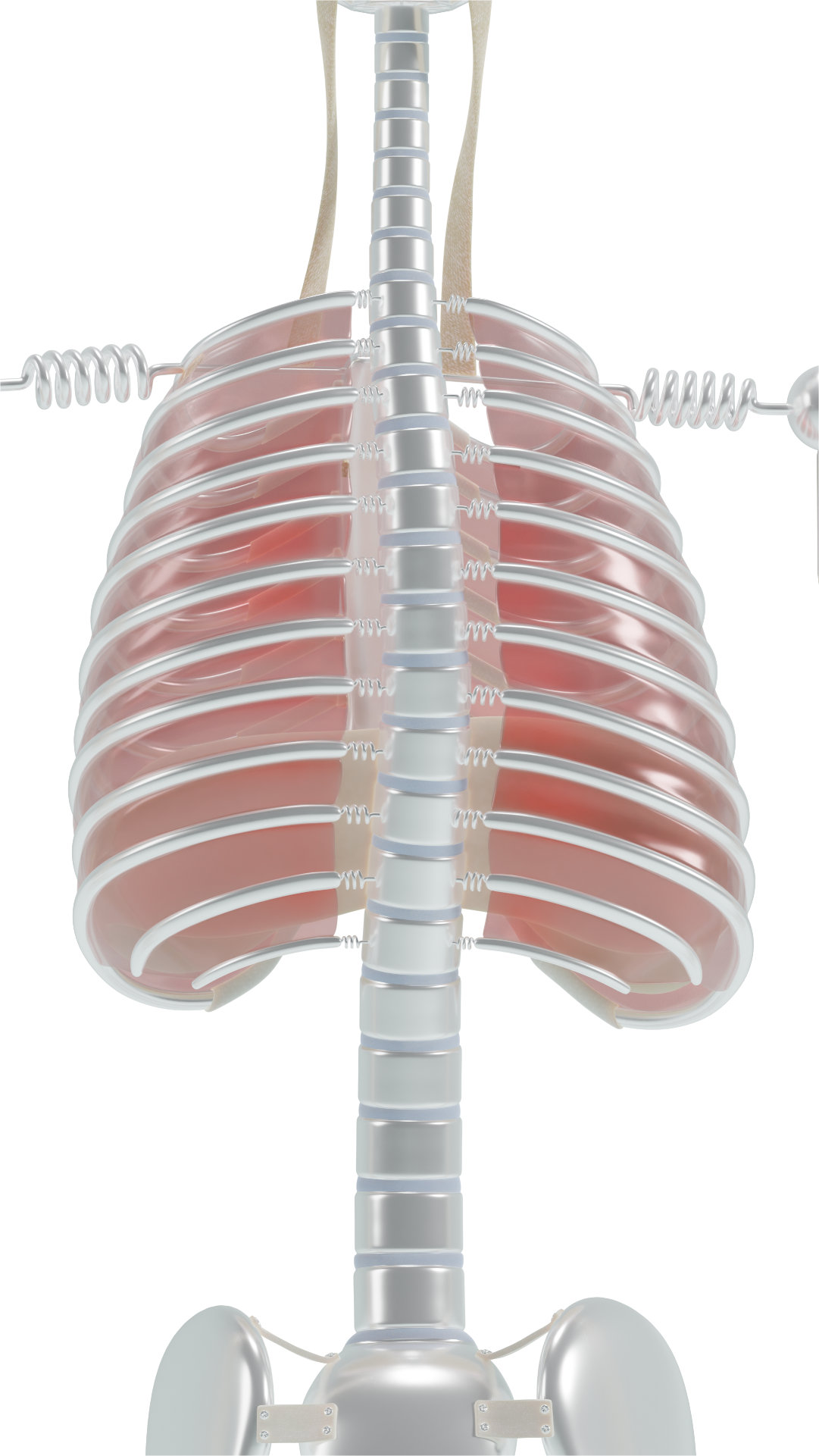 thoracic rotation excessive rotation scoliosis thoracic spine