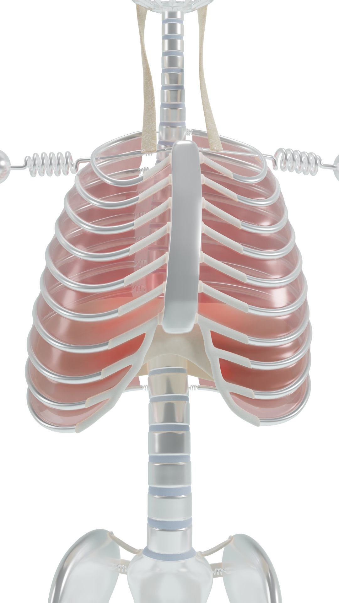 thoracic rotation excessive rotation muscle