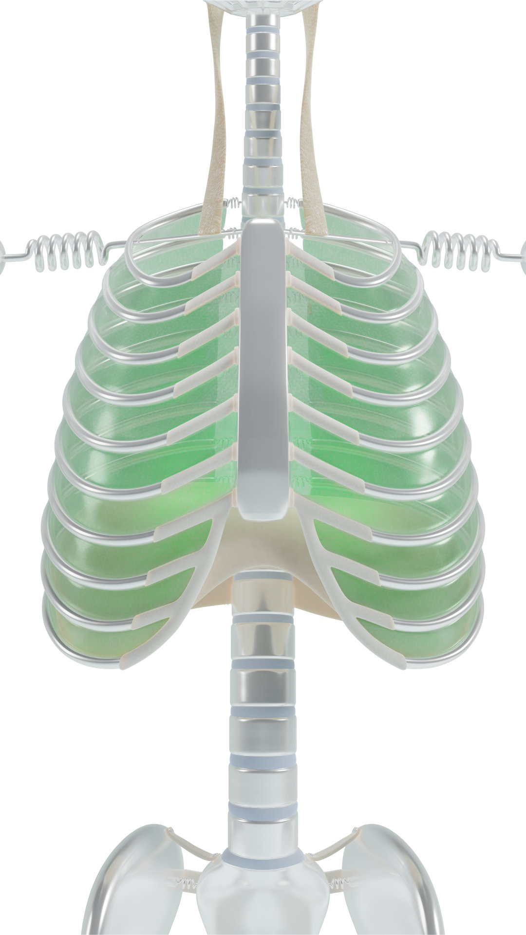 Thoracic rotation ideal muscle